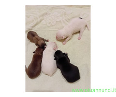 Chihuahua toy