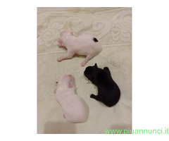 Chihuahua toy
