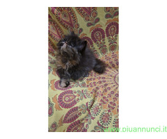 Gatto persiano
