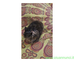 Gatto persiano
