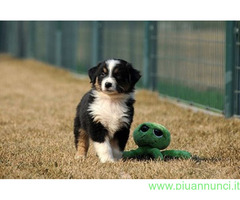 Australian Shepherd maschietto