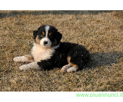 Australian Shepherd maschietto
