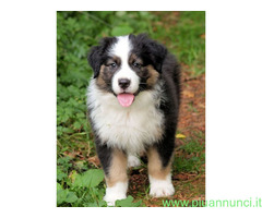 Australian Shepherd maschietto