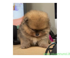 Dogsitter