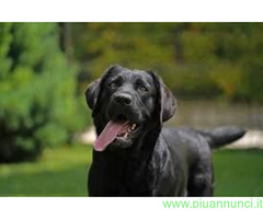 In regalo LABRADOR NERO