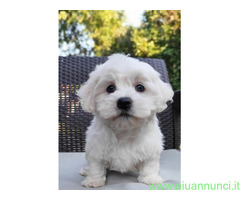 Maltese toy maschietto