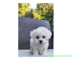 Maltese toy maschietto