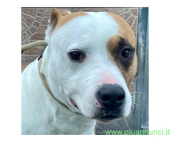 In regalo MAYA AMSTAFF
