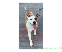 In regalo MAYA AMSTAFF
