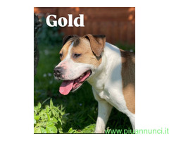 In regalo GOLD AMSTAFF