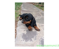 Bassotti cuccioli