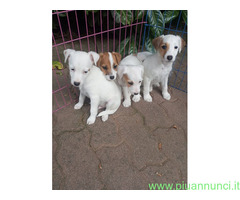 Jack Russell cuccioli