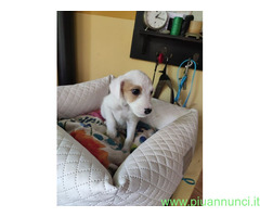 Jack Russell cuccioli