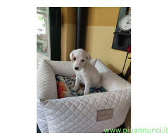 Jack Russell cuccioli