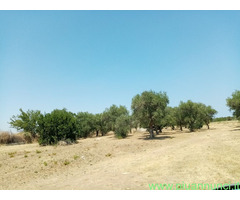 Affitto terreno edificabile mq8000 Privato