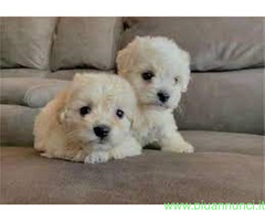 Maltipoo cuccioli