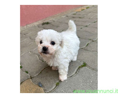 Maltipoo cuccioli