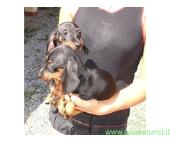 Bassotto nano cuccioli