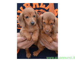 Bassotto nano cuccioli