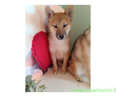 Shiba Inu maschietto