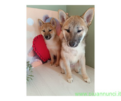 Shiba Inu maschietto