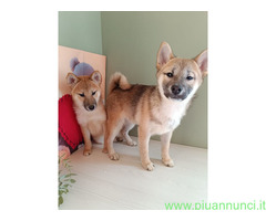 Shiba Inu maschietto