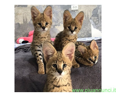 Gattino serval disponibile