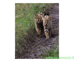 Gattino serval disponibile