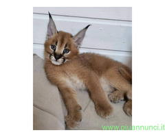 Gattino caracal disponibile