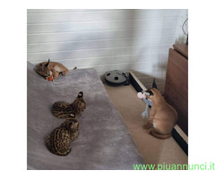 Gattino caracal disponibile