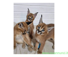 Gattino caracal disponibile