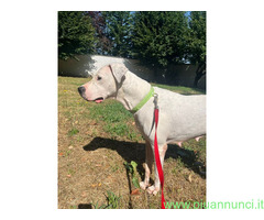 In regalo CAGNOLINA DOGO ARGENTINO
