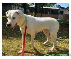 In regalo CAGNOLINA DOGO ARGENTINO