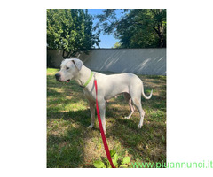 In regalo CAGNOLINA DOGO ARGENTINO