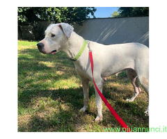 In regalo CAGNOLINA DOGO ARGENTINO