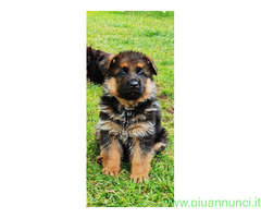 Cuccioli pastore tedesco