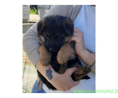 Cuccioli pastore tedesco