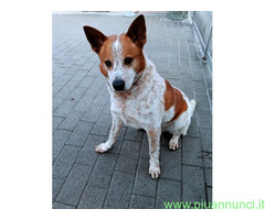 In regalo CANE METICCIO