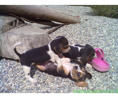 Beagle tricolore cuccioli