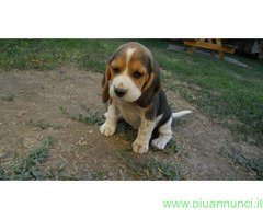 Beagle tricolore cuccioli