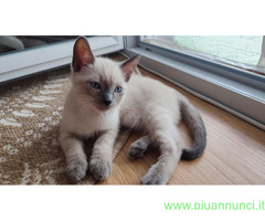 Siamese Tradizionale gattina