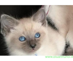 Siamese Tradizionale gattina