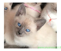 Siamese Tradizionale gattina