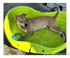 In regalo CANE METICCIO