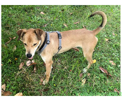 In regalo CANE METICCIO