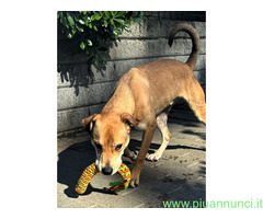 In regalo CANE METICCIO