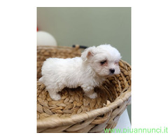Maltese Coreano maschietto