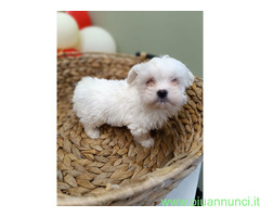 Maltese Coreano maschietto