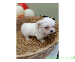 Maltese Coreano maschietto