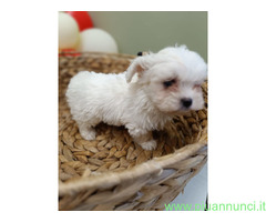 Maltese Coreano maschietto